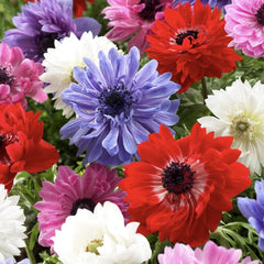 Anemone - St. Brigid Mixed - Pachet 20 bulbi - Aqua Flowers