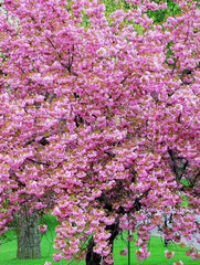 Arbore/arbust - Cires Japonez (prunus serulata) - Ghiveci - Aqua Flowers