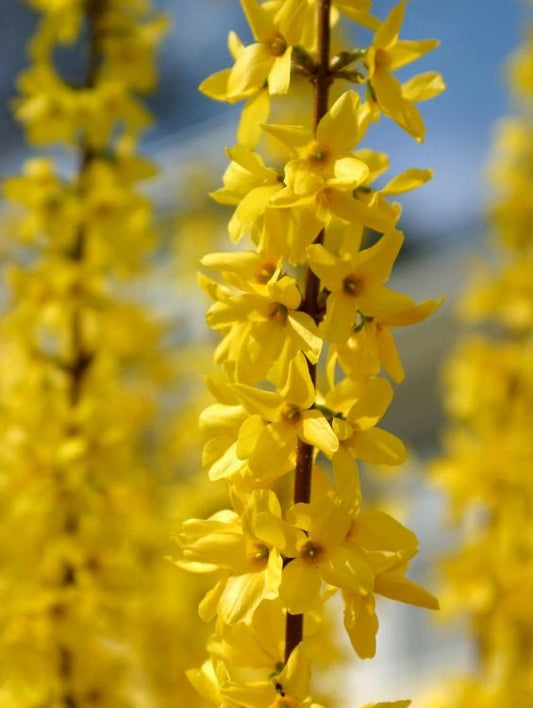 Arbore/arbust - Forsythia - radacina ambalata - Aqua Flowers