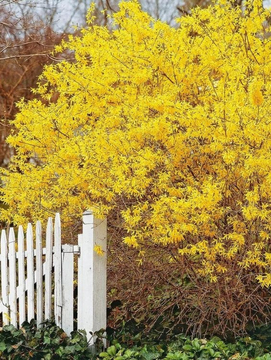 Arbore/arbust - Forsythia - radacina ambalata - Aqua Flowers