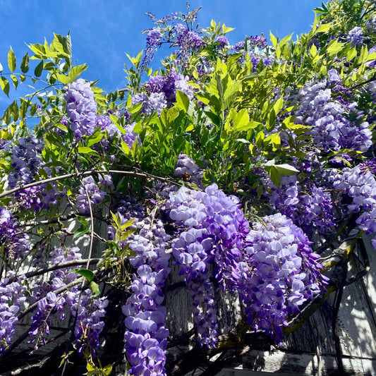 Arbore/arbust - Glicina (Wisteria) - radacina ambalata - Aqua Flowers