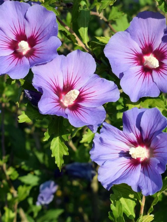 Arbore/arbust - Hibiscus Syracus - ghiveci - Aqua Flowers
