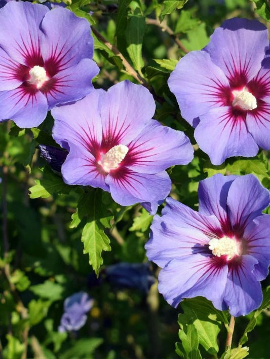 Arbore/arbust - Hibiscus Syracus - ghiveci - Aqua Flowers