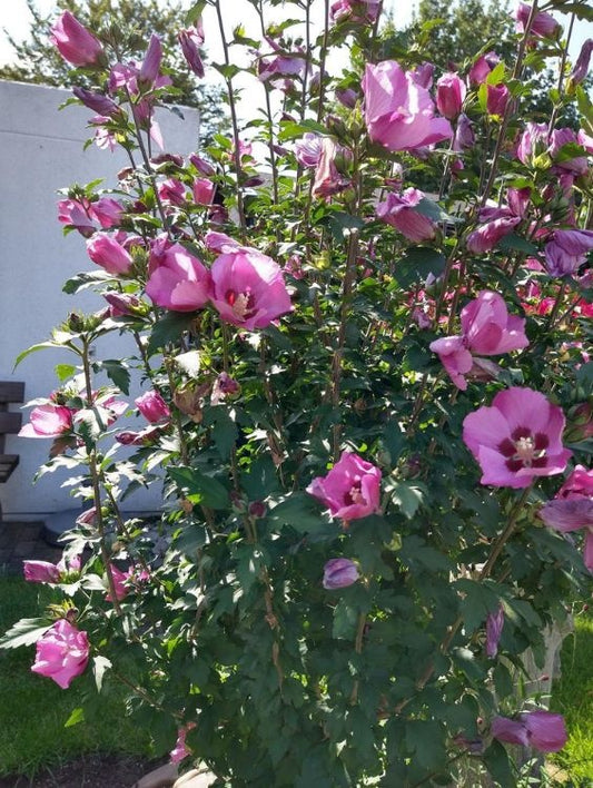 Arbore/arbust - Hibiscus Syracus - ghiveci - Aqua Flowers