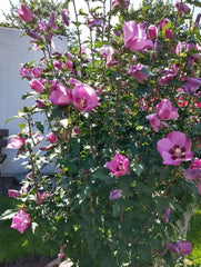 Arbore/arbust - Hibiscus Syracus - ghiveci - Aqua Flowers