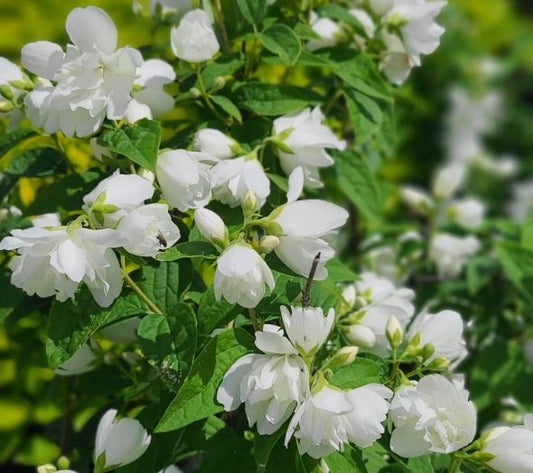 Arbore/arbust - Iasomie cu flori duble Snowbelle - radacina ambalata - Aqua Flowers
