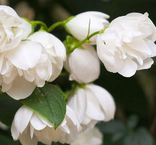 Arbore/arbust - Iasomie cu flori duble Snowbelle - radacina ambalata - Aqua Flowers