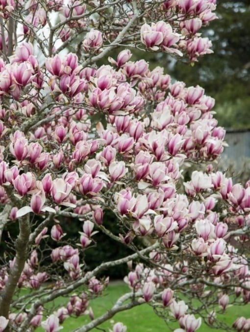 Arbore/arbust - Magnolia - ghiveci - Aqua Flowers