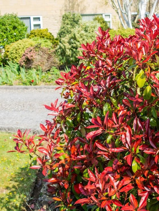 Arbore/arbust - Photinia - ghiveci - Aqua Flowers