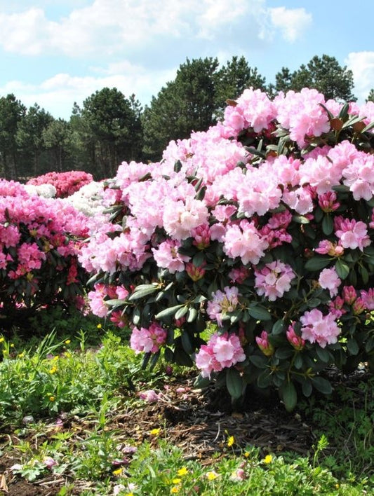 Arbore/arbust - Rhododendron - ghiveci - Aqua Flowers