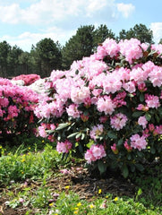 Arbore/arbust - Rhododendron - ghiveci - Aqua Flowers