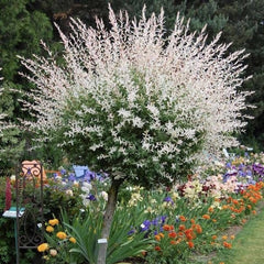 Arbore/arbust - Salcie Japoneza (Salix Hakuro) - ghiveci - Aqua Flowers