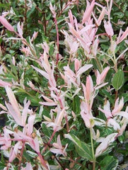 Arbore/arbust - Salcie Japoneza (Salix Hakuro) - inaltime la livrare 140cm-160cm - ghiveci - Aqua Flowers