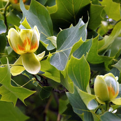 Arbore de lalea - Liriodendron Tulipifera - Ghiveci 3L - H 110 - 130 cm