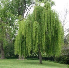 Arbore ornamental - Salcie Pendula (Salix Pendula) - ghiveci 3L - Aqua Flowers