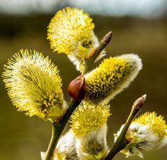 Arbore ornamental - Salcie Pendula (Salix Pendula) - ghiveci 3L - Aqua Flowers