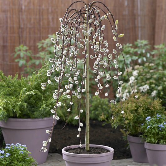 Arbore ornamental - Salcie Pendula (Salix Pendula) - ghiveci 3L - Aqua Flowers