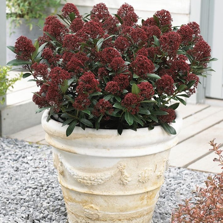Arbust - Liliac Japonez - Skimmia Japonica Red - Ghiveci -  Înălțime la livrare 50cm - 55cm