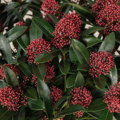 Arbust - Liliac Japonez - Skimmia Japonica Red - Ghiveci - Aqua Flowers