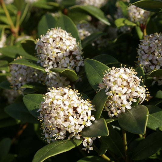 Arbust - Liliac Japonez - Skimmia Japonica White - Ghiveci - Aqua Flowers