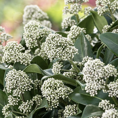 Arbust - Liliac Japonez - Skimmia Japonica White - Ghiveci - Aqua Flowers
