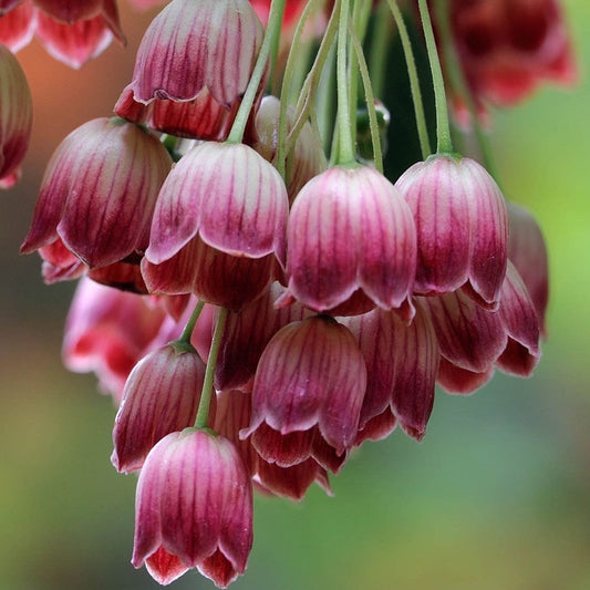 Arbust ornamental - Arbust cu clopotei - Enkianthus campanulatus - Aqua Flowers