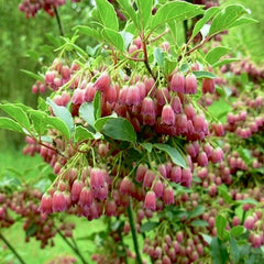 Arbust ornamental - Arbust cu clopotei - Enkianthus campanulatus - Aqua Flowers
