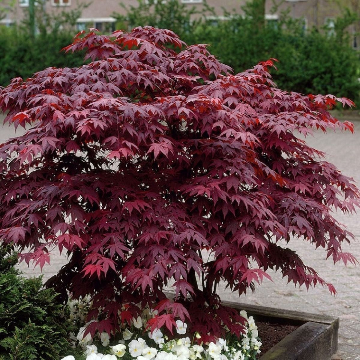Arbust ornamental - Artar Japonez Acer Atropurpureum - ghiveci P9 - Aqua Flowers