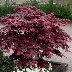 Arbust ornamental - Artar Japonez Acer Atropurpureum - ghiveci P9 - Aqua Flowers