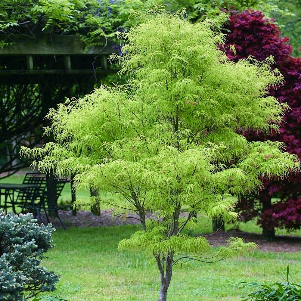 Arbust ornamental - Artar Japonez - Emerald Lace - Ghiveci 2L - Aqua Flowers