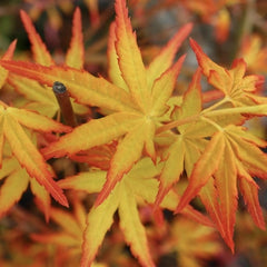Arbust ornamental - Artar Japonez - Katsura - Ghiveci 2L - Aqua Flowers