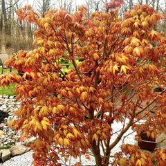 Arbust ornamental - Artar Japonez - Katsura - Ghiveci 2L - Aqua Flowers
