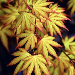 Arbust ornamental - Artar Japonez - Katsura - Ghiveci 2L - Aqua Flowers