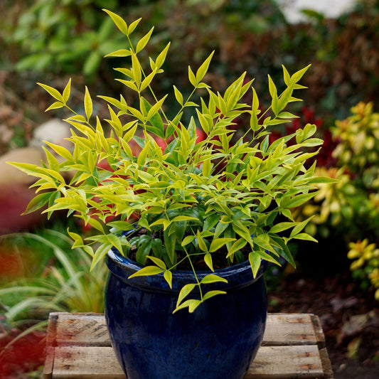 Arbust ornamental - Bambus Sfant Nandina Lemon Lime - ghiveci 2L - Aqua Flowers