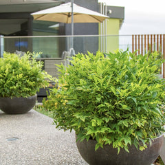 Arbust ornamental - Bambus Sfant Nandina Lemon Lime - ghiveci 2L - Aqua Flowers
