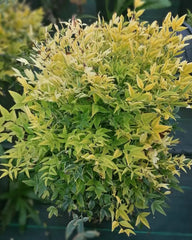 Arbust ornamental - Bambus Sfant Nandina Lemon Lime - ghiveci 2L - Aqua Flowers