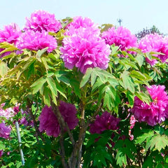 Arbust ornamental - Bujor arbustiv Cai Hui - ghiveci 3L - Aqua Flowers