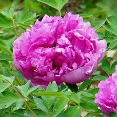 Arbust ornamental - Bujor arbustiv Cai Hui - ghiveci 3L - Aqua Flowers