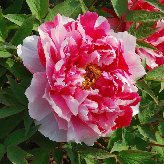 Arbust ornamental - Bujor arbustiv Dao Jin - ghiveci 3L - Aqua Flowers