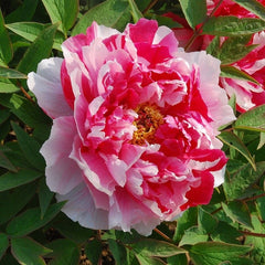 Arbust ornamental - Bujor arbustiv Dao Jin - ghiveci 3L - Aqua Flowers
