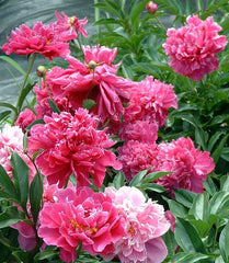 Arbust ornamental - Bujor arbustiv Dao Jin - ghiveci 3L - Aqua Flowers