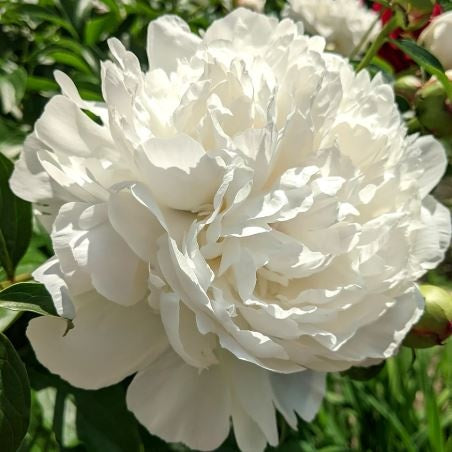 Arbust ornamental - Bujor arbustiv Fairy Moon - ghiveci 3L - Aqua Flowers