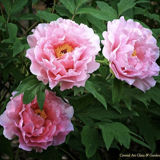 Arbust ornamental - Bujor arbustiv Hana Kisoi - ghiveci 3L - Aqua Flowers