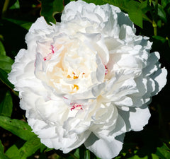 Arbust ornamental - Bujor Festiva Maxima - ghiveci 3L - Aqua Flowers