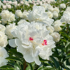 Arbust ornamental - Bujor Festiva Maxima - ghiveci 3L - Aqua Flowers