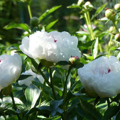 Arbust ornamental - Bujor Festiva Maxima - ghiveci 3L - Aqua Flowers