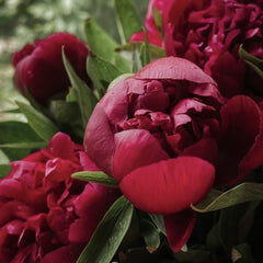 Arbust ornamental - Bujor Red Charm - ghiveci 3L - Aqua Flowers