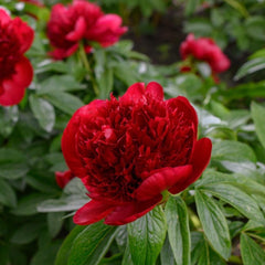 Arbust ornamental - Bujor Red Charm - ghiveci 3L - Aqua Flowers