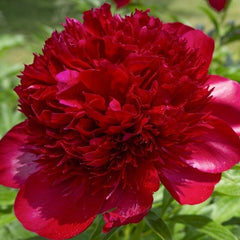 Arbust ornamental - Bujor Red Charm - ghiveci 3L - Aqua Flowers