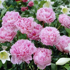 Arbust ornamental - Bujor Sarah Bernardth - ghiveci 3L - Aqua Flowers